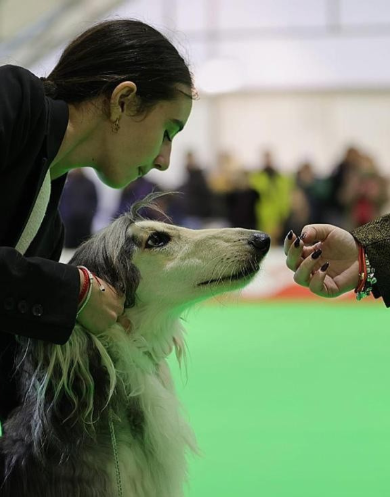 Conexión antes del ring Ainhoa, handler de Peluquería Canina Anthares, concentrada junto a un galgo afgano durante la evaluación en una exposición canina