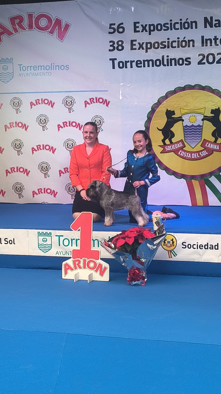 Faruk, schnauzer mini con stripping