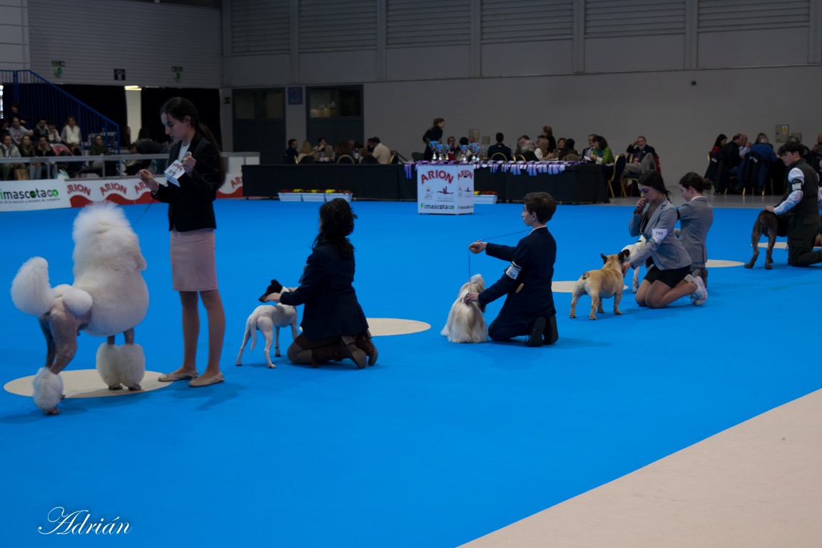 Preparados para brillar en el ring