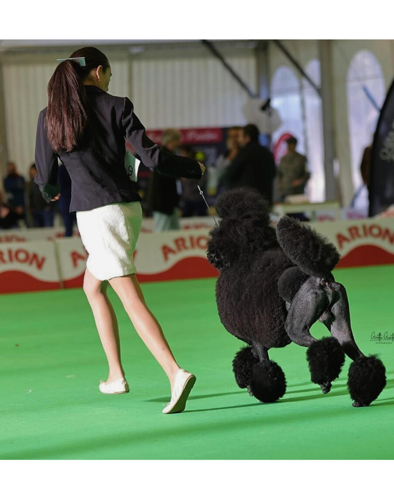 Elegancia en movimiento Ainhoa, handler de Peluquería Canina Anthares, presenta a Shangó en una exposición canina. La imagen captura la elegancia de ambos