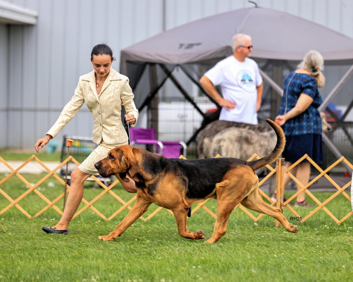 Movimiento y armonía en el ring Ainhoa, handler de Peluquería Canina Anthares, guía con precisión y elegancia a un bloodhound en su presentación en una exposición canina