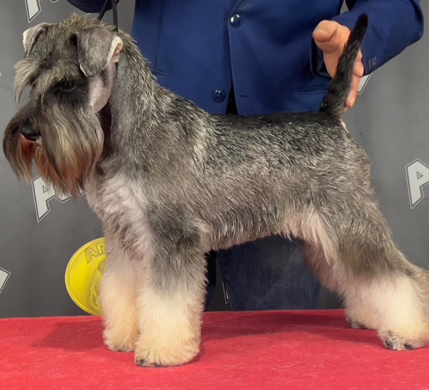 Schnauzer Stripping Móstoles